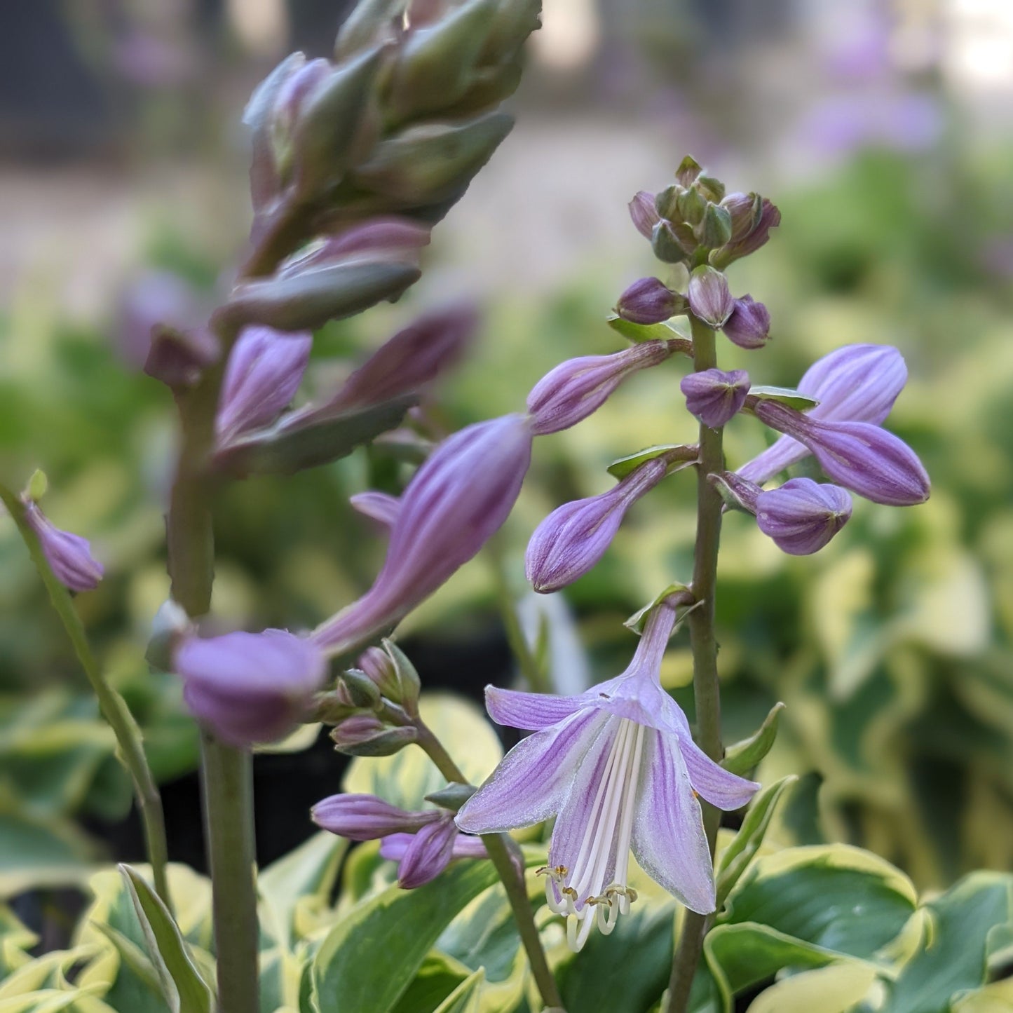 Wrinkle in Time Hosta