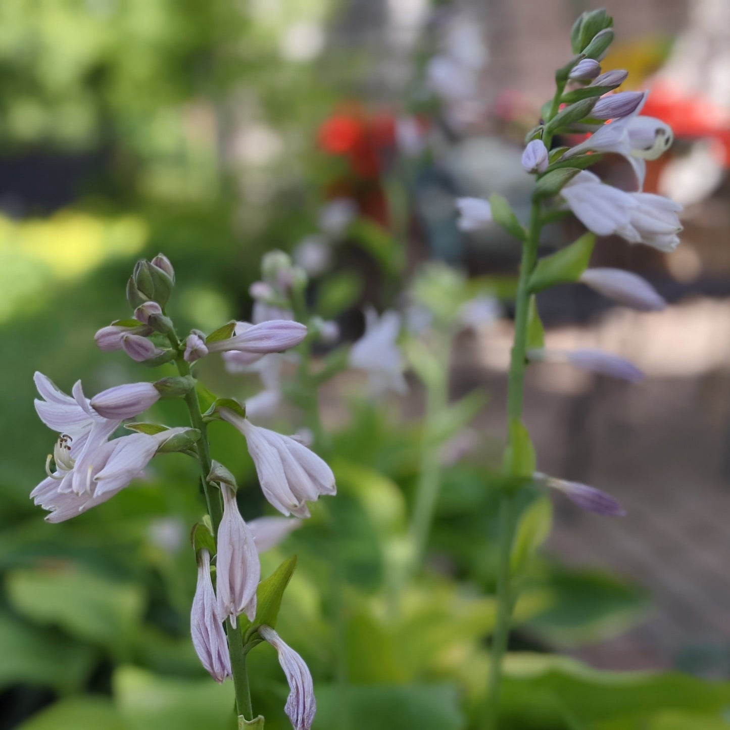 August Moon Hosta