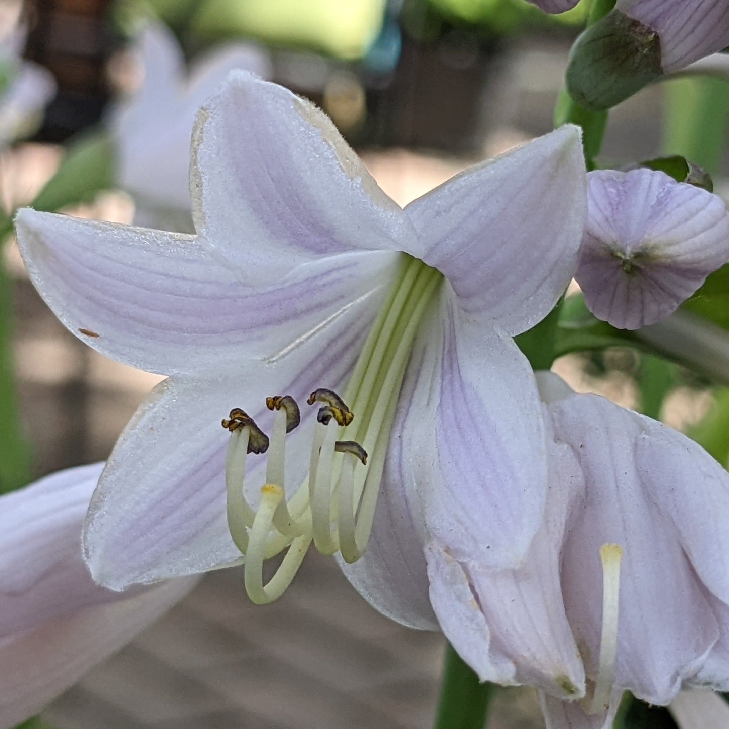 August Moon Hosta