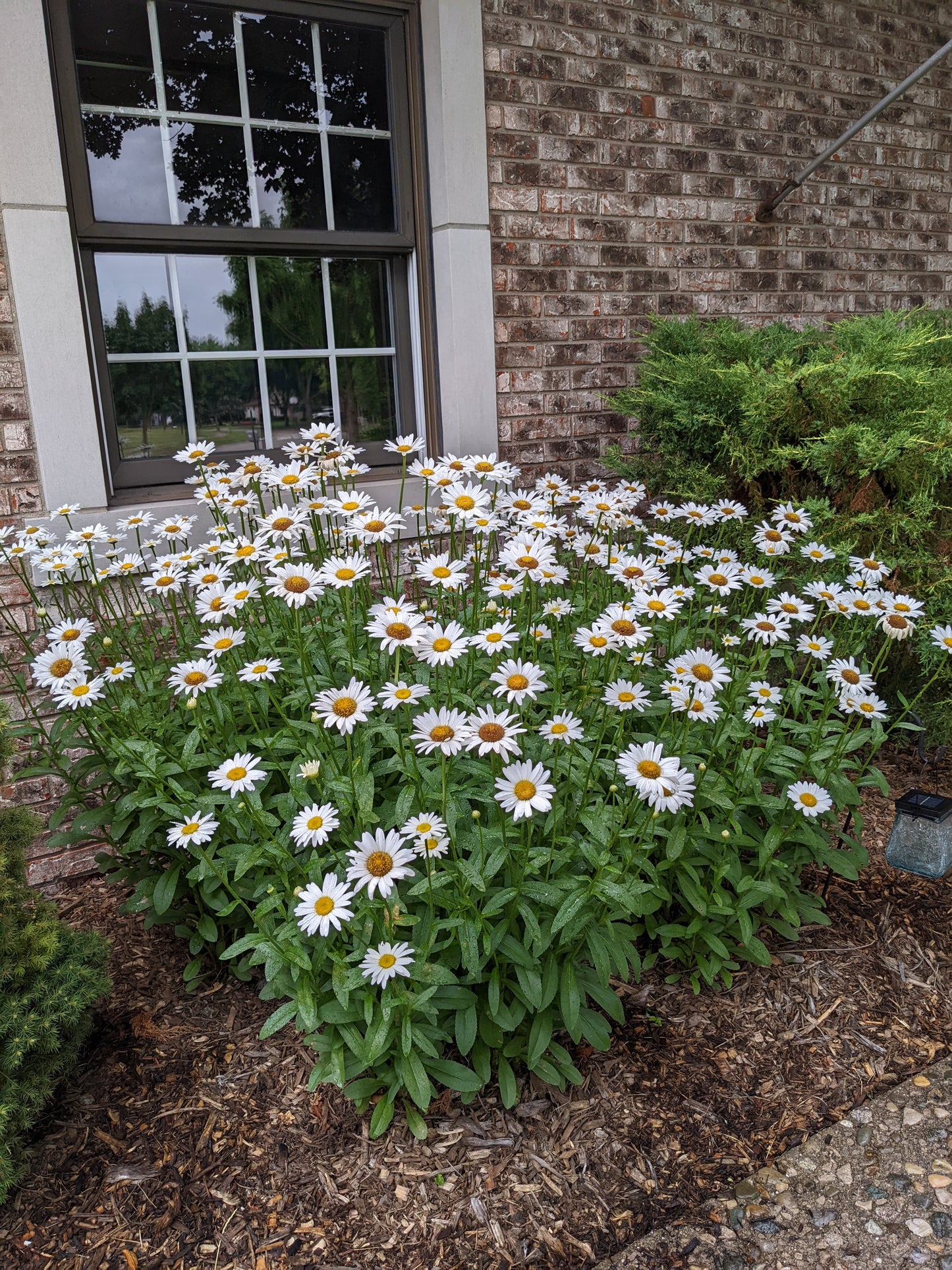 Becky Shasta Daisy