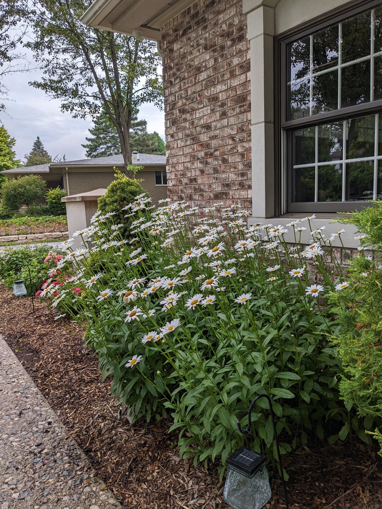 Becky Shasta Daisy