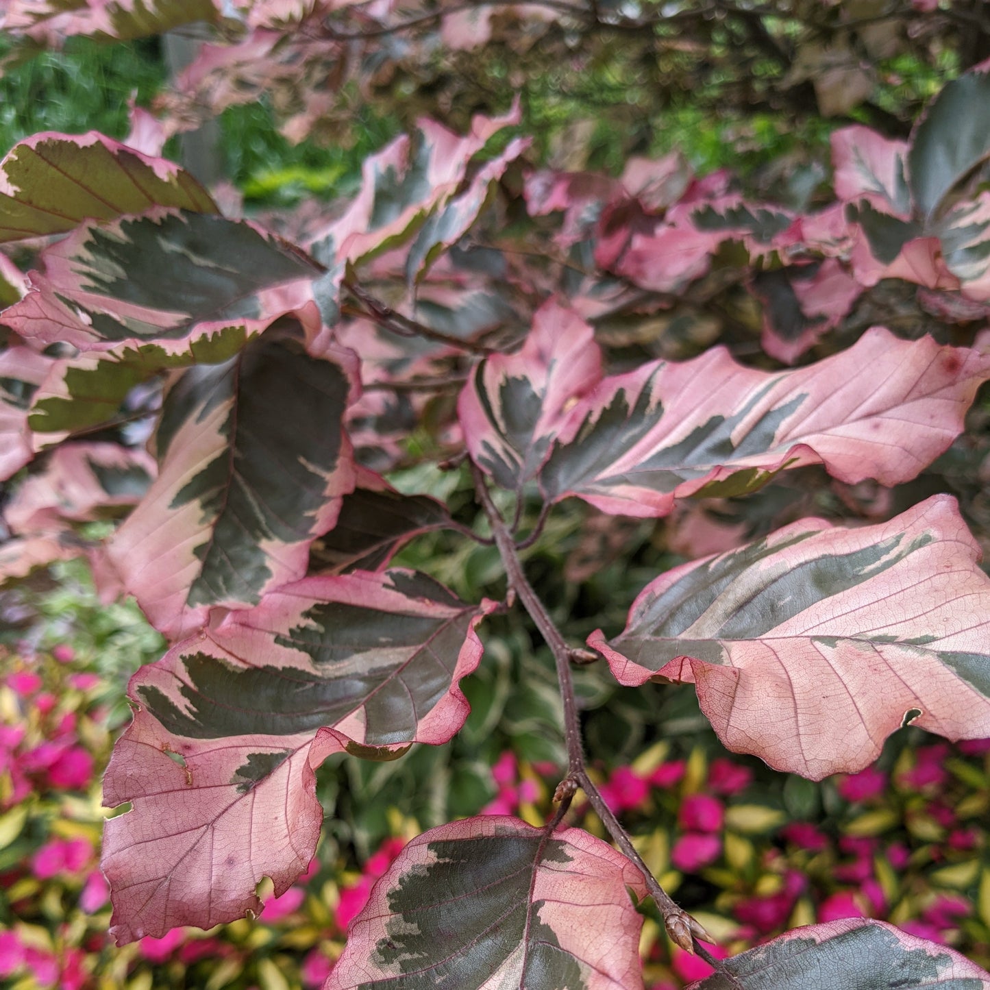 Tricolor Beech