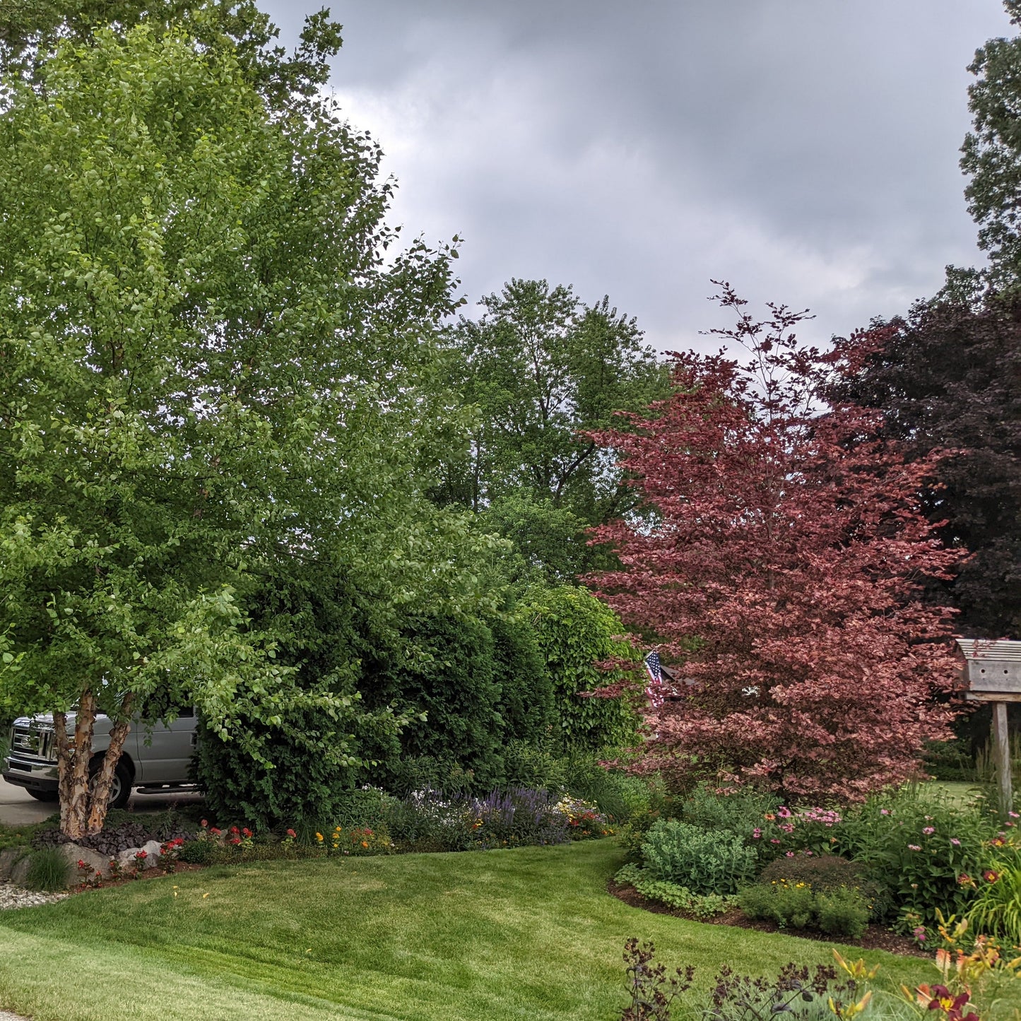 Tricolor Beech