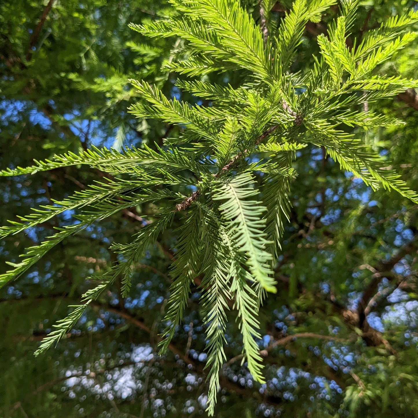Dawn Redwood