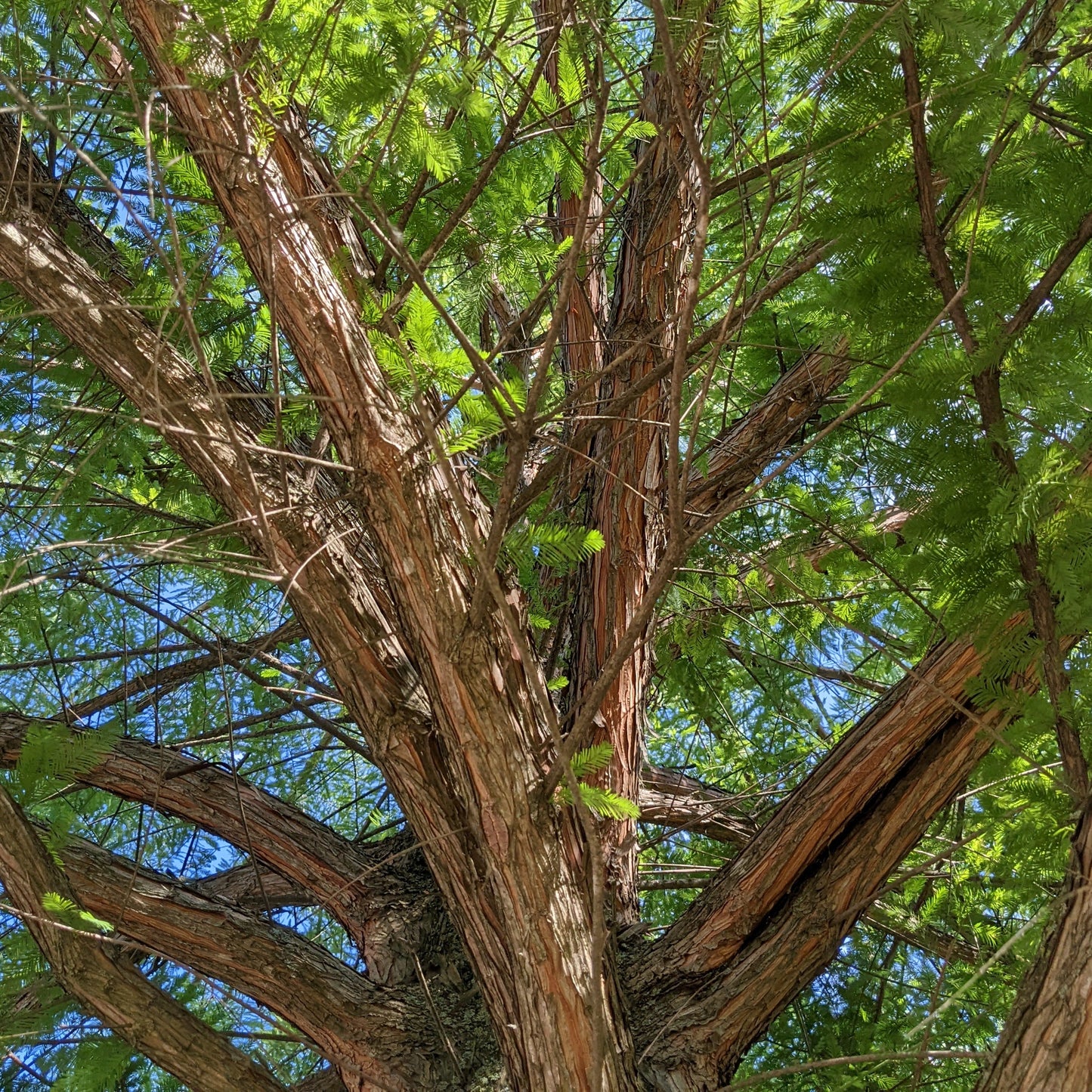 Dawn Redwood