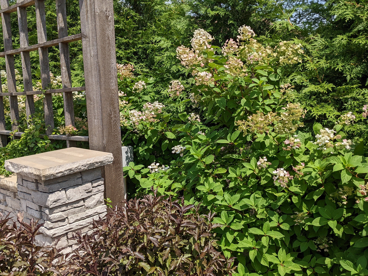 Quick Fire Hydrangea