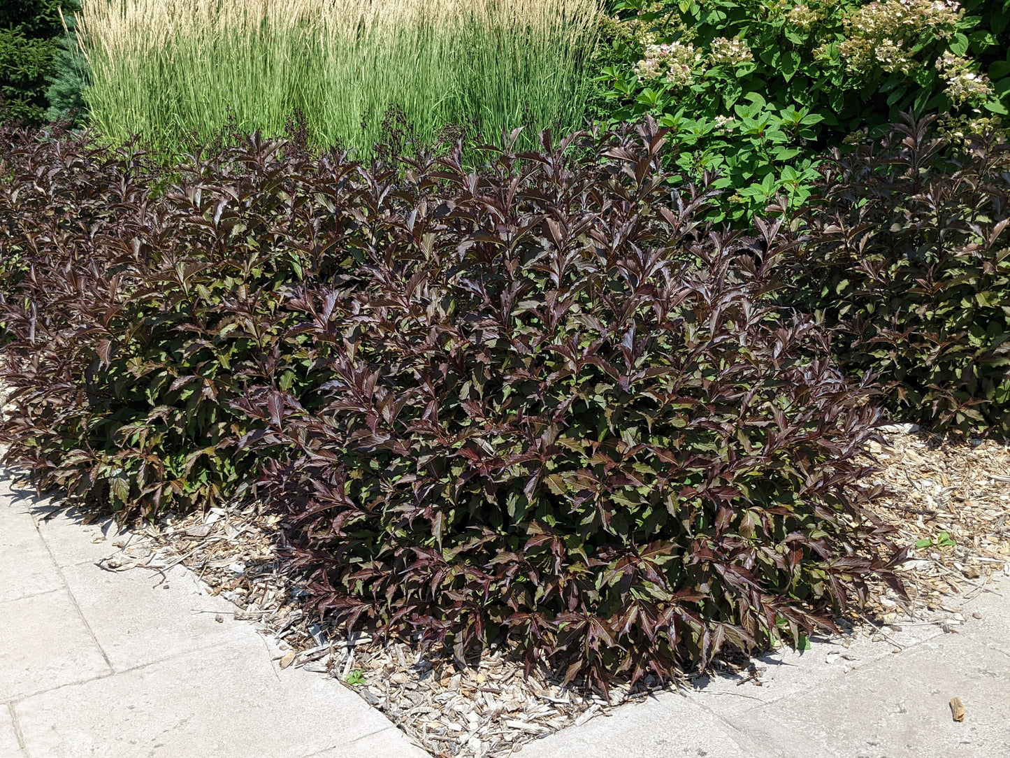 Spilled Wine Weigela