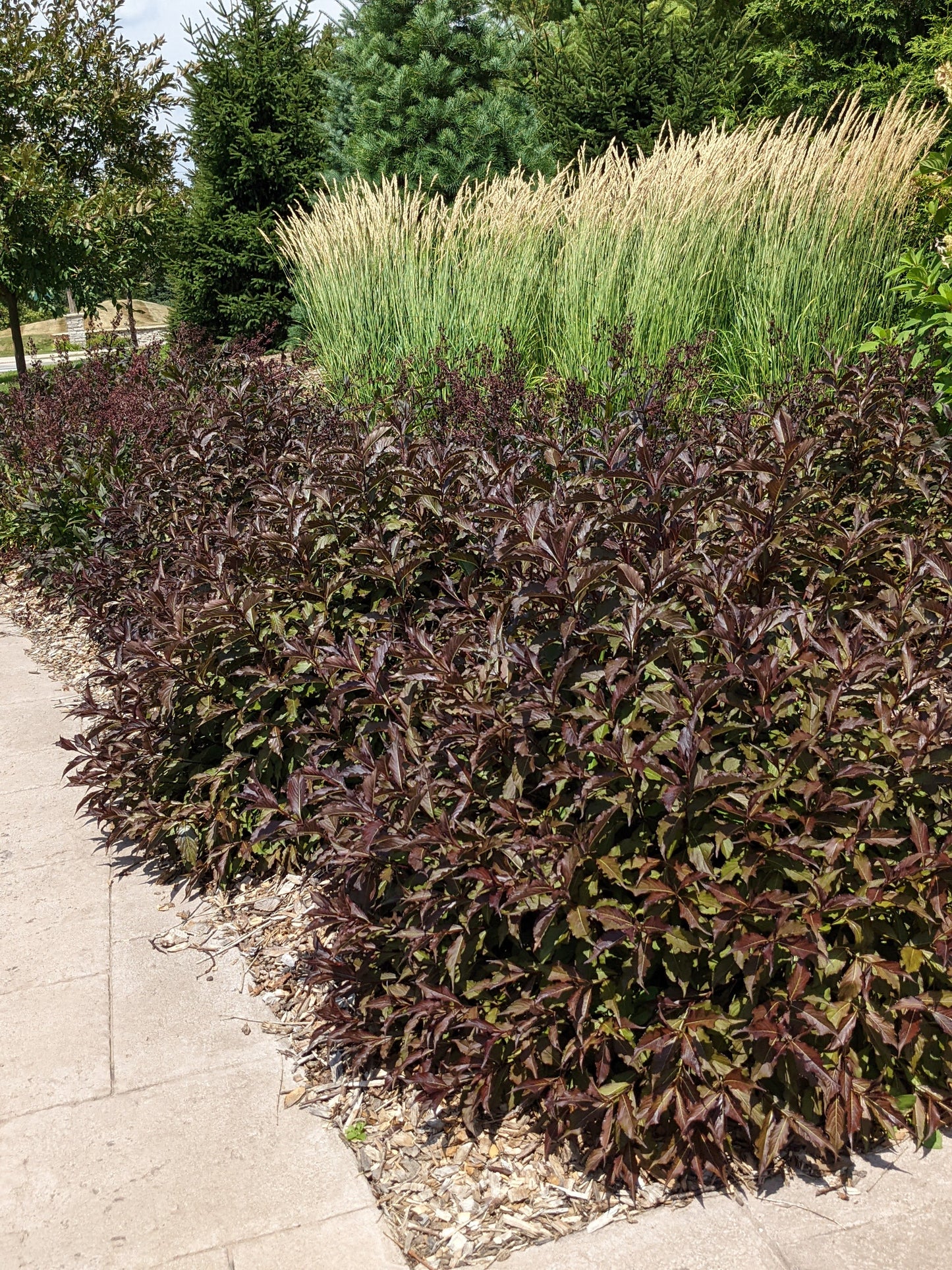Spilled Wine Weigela