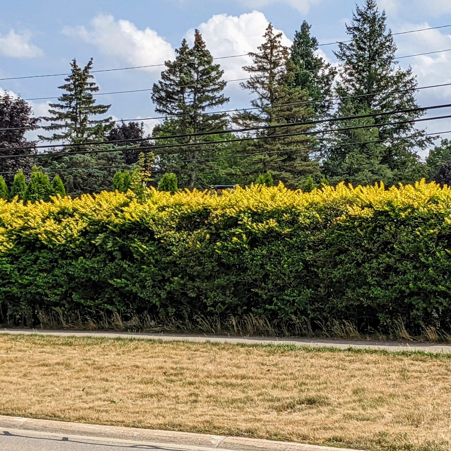 Golden Vicary Privet