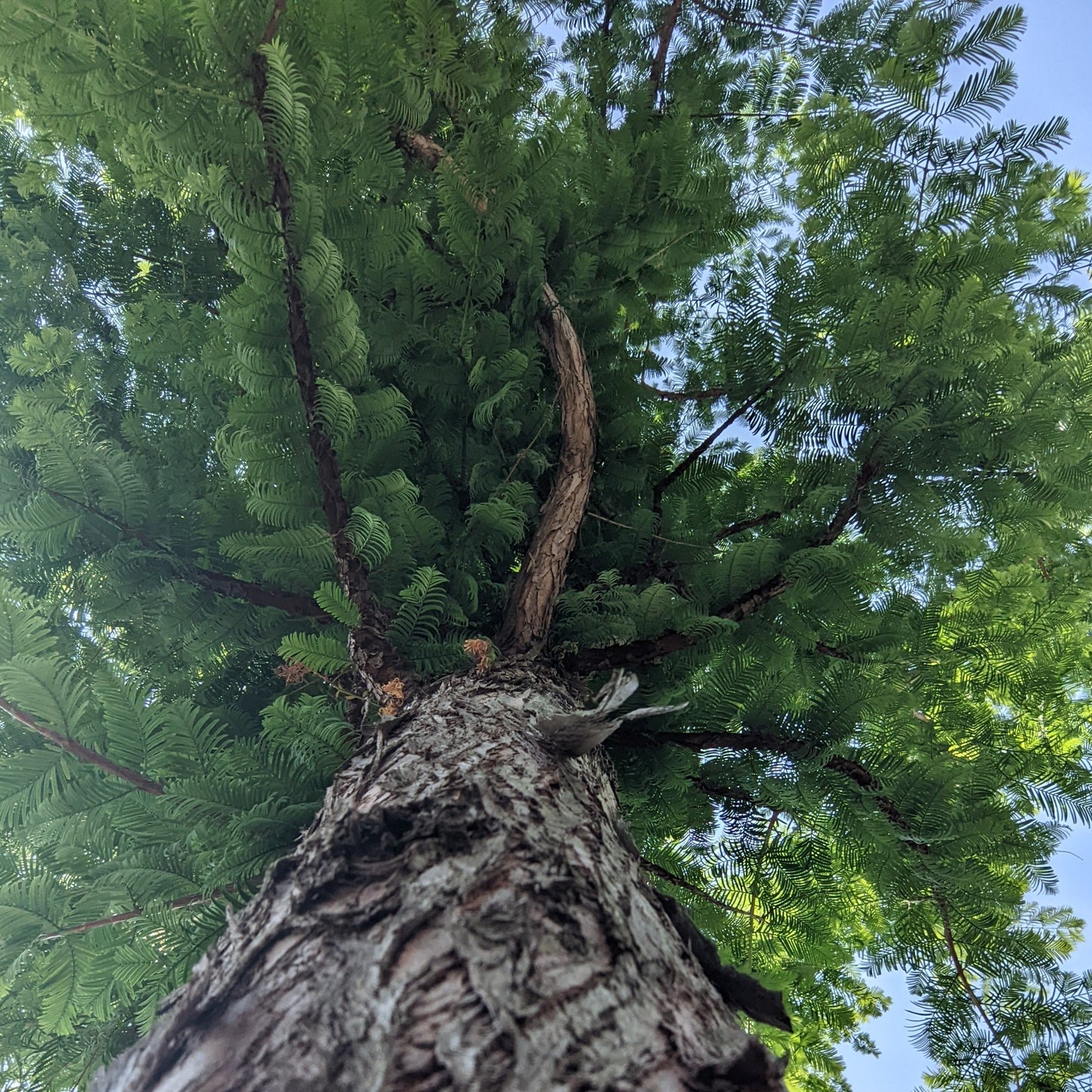 Dawn Redwood
