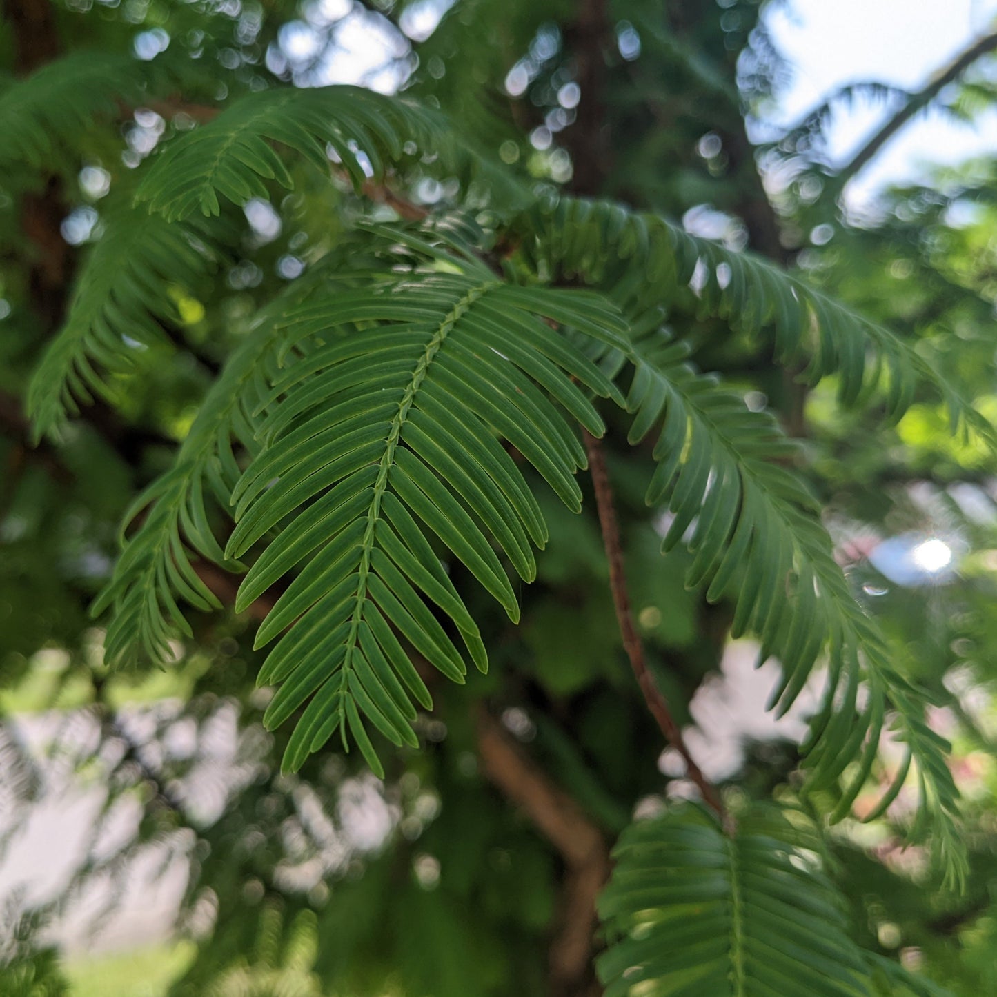 Dawn Redwood