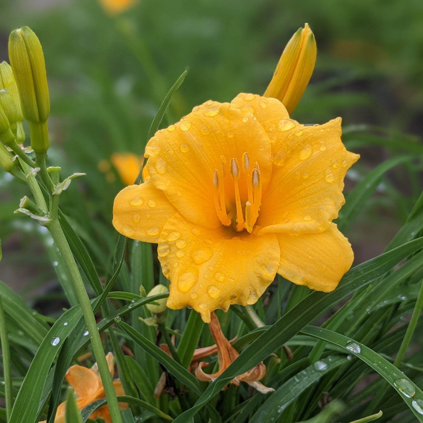 Stella de Oro Daylily