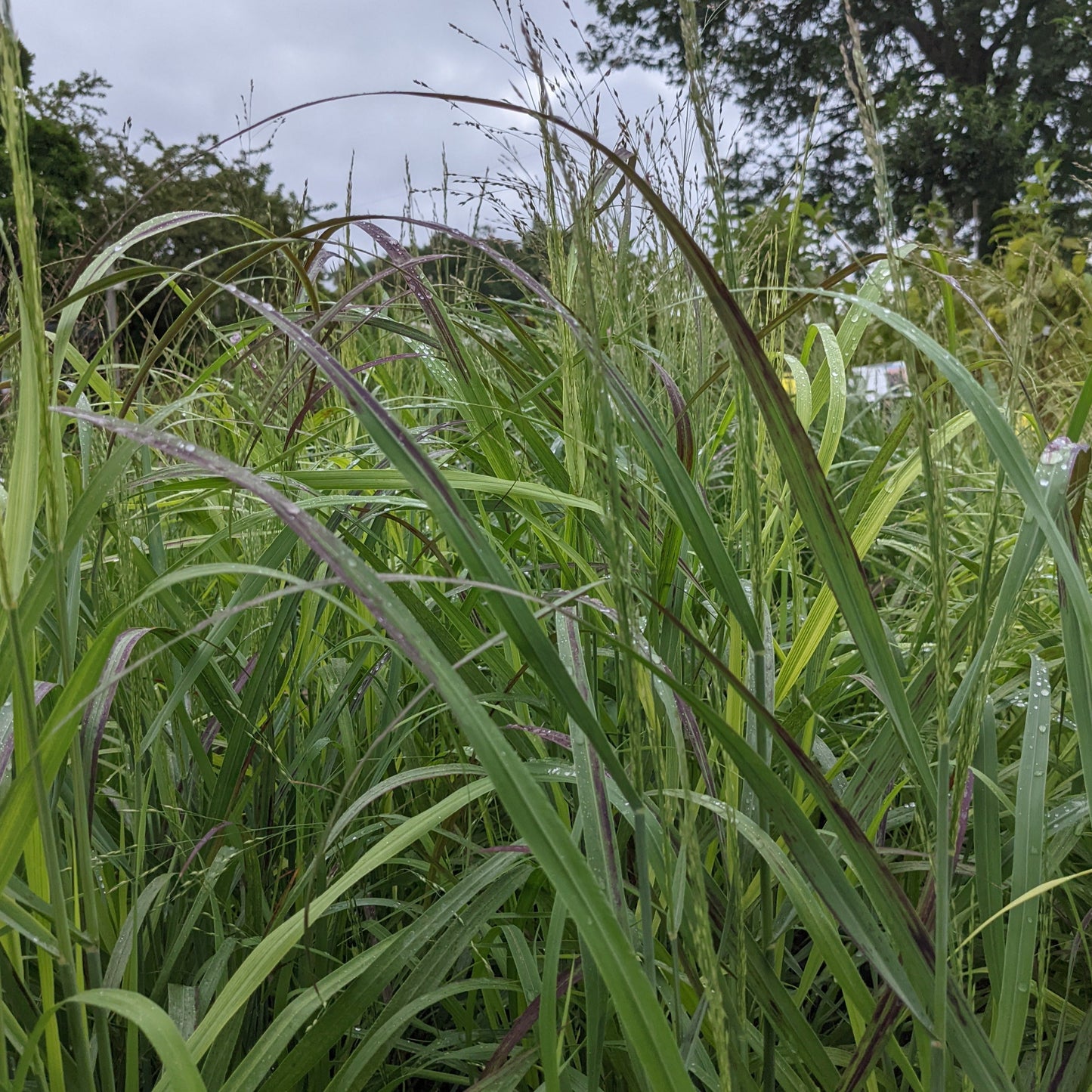 Shenandoah Switch Grass