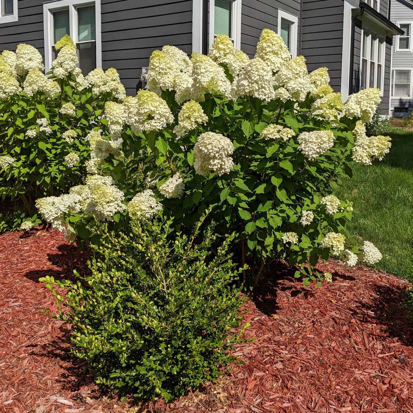 Limelight Hydrangea