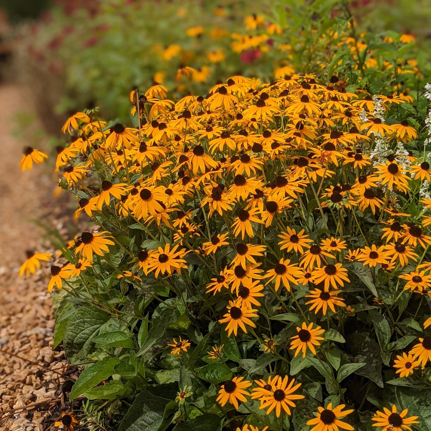 Black-Eyed Susan