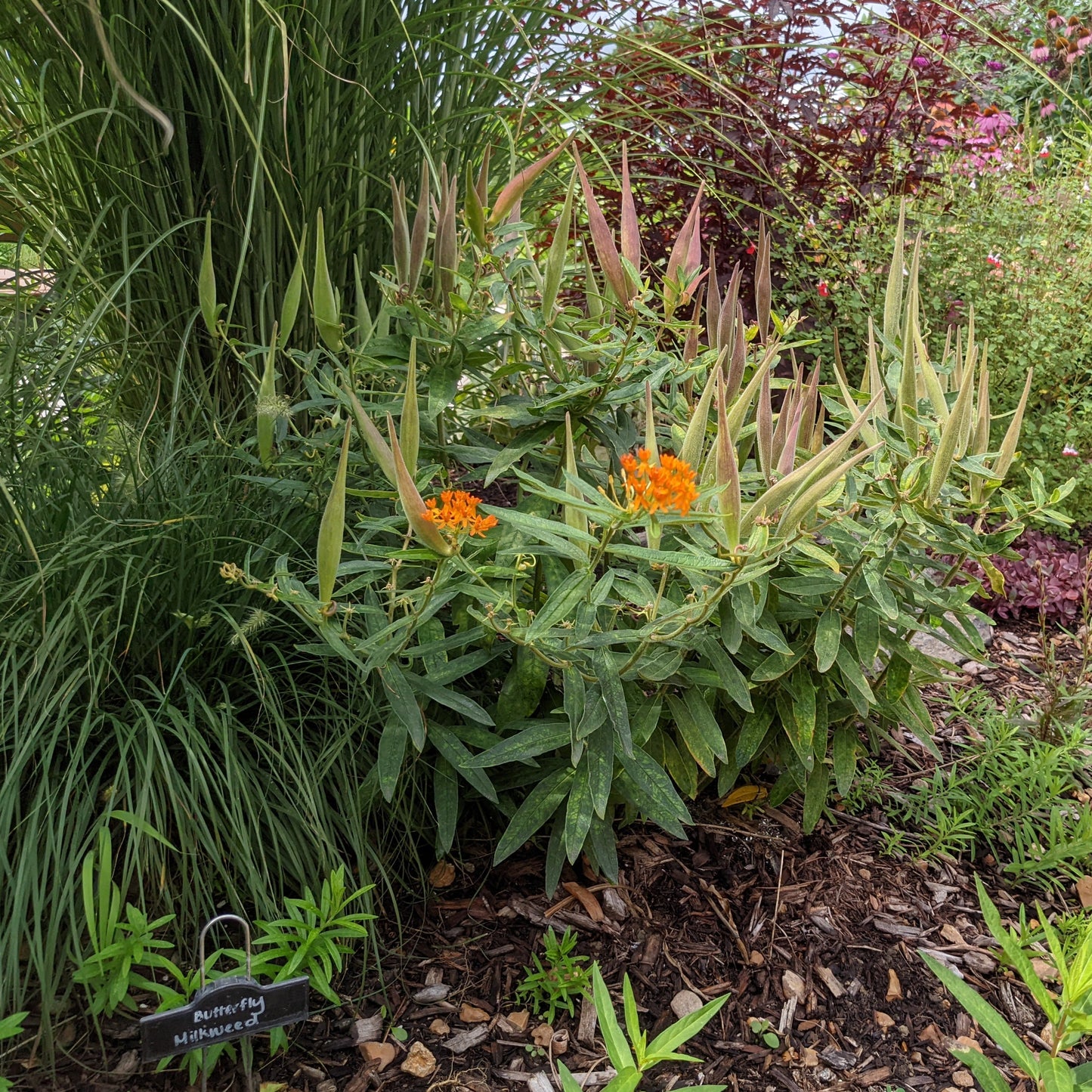 Butterfly Weed