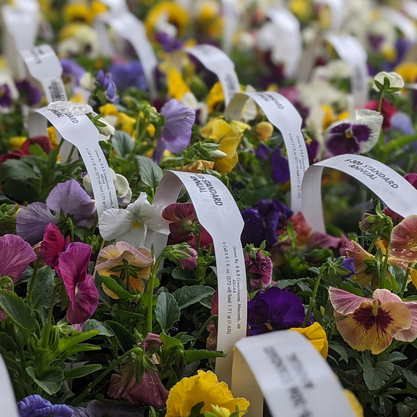 Pansies & Violas