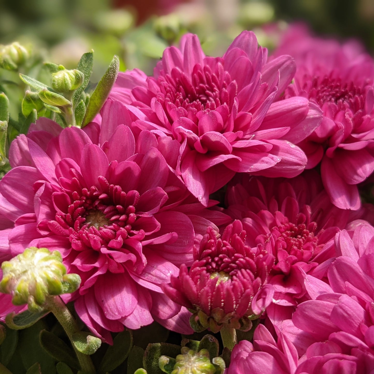 Hardy Mums (AO)