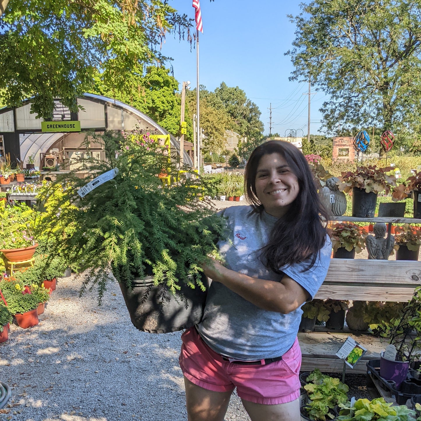 Canadian Hemlock