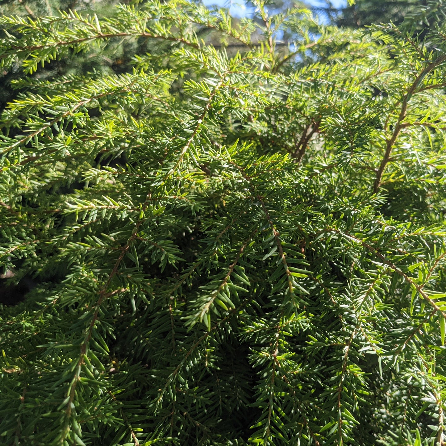 Canadian Hemlock