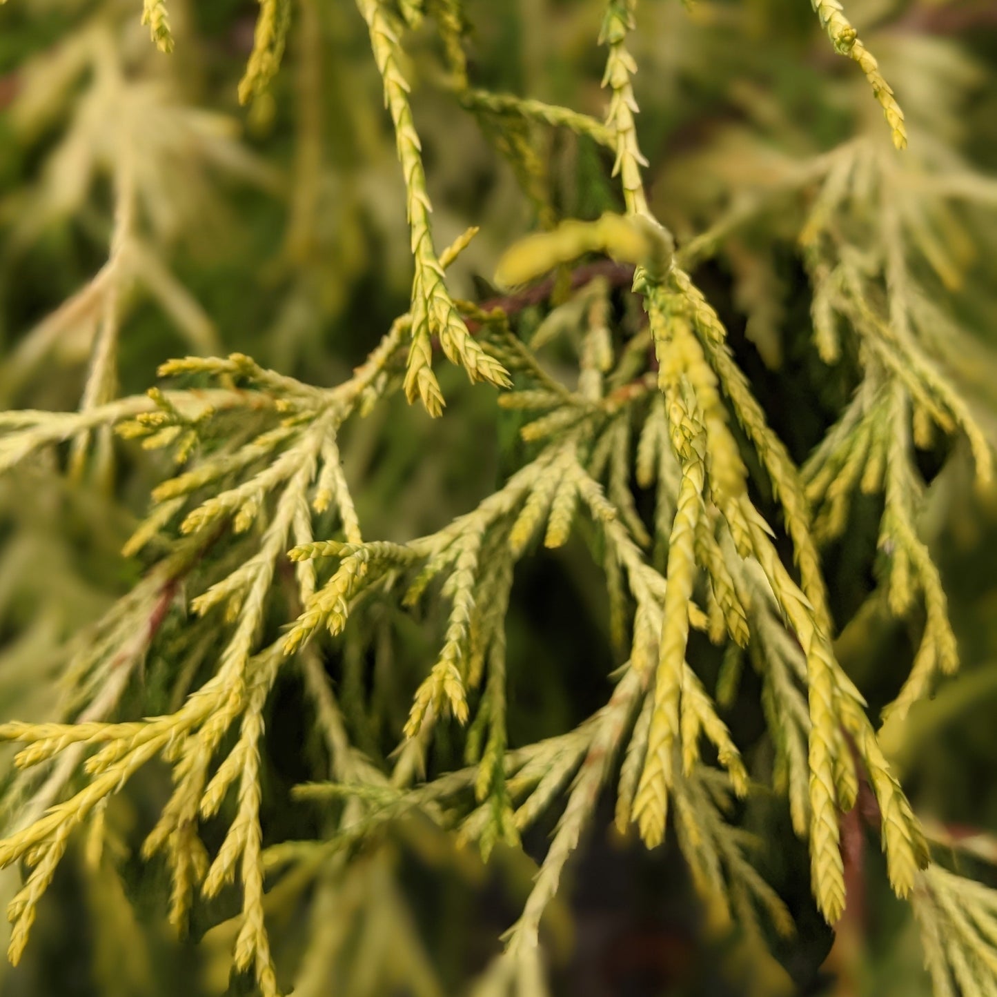 Golden Mops Threadleaf Falsecypress