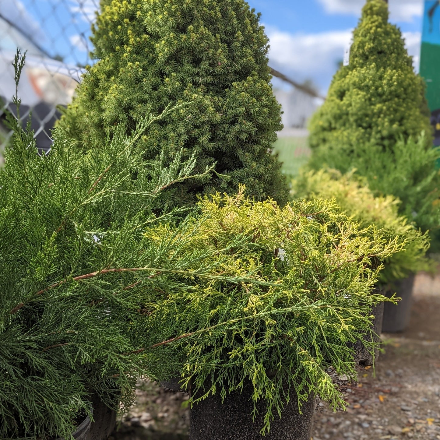 Golden Mops Threadleaf Falsecypress