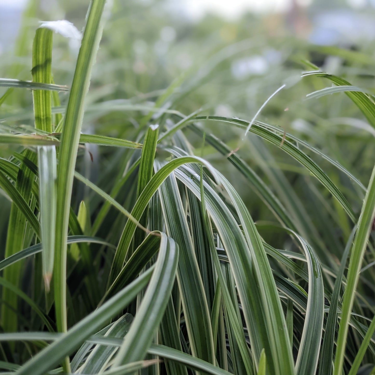 Ice Dance Sedge Grass