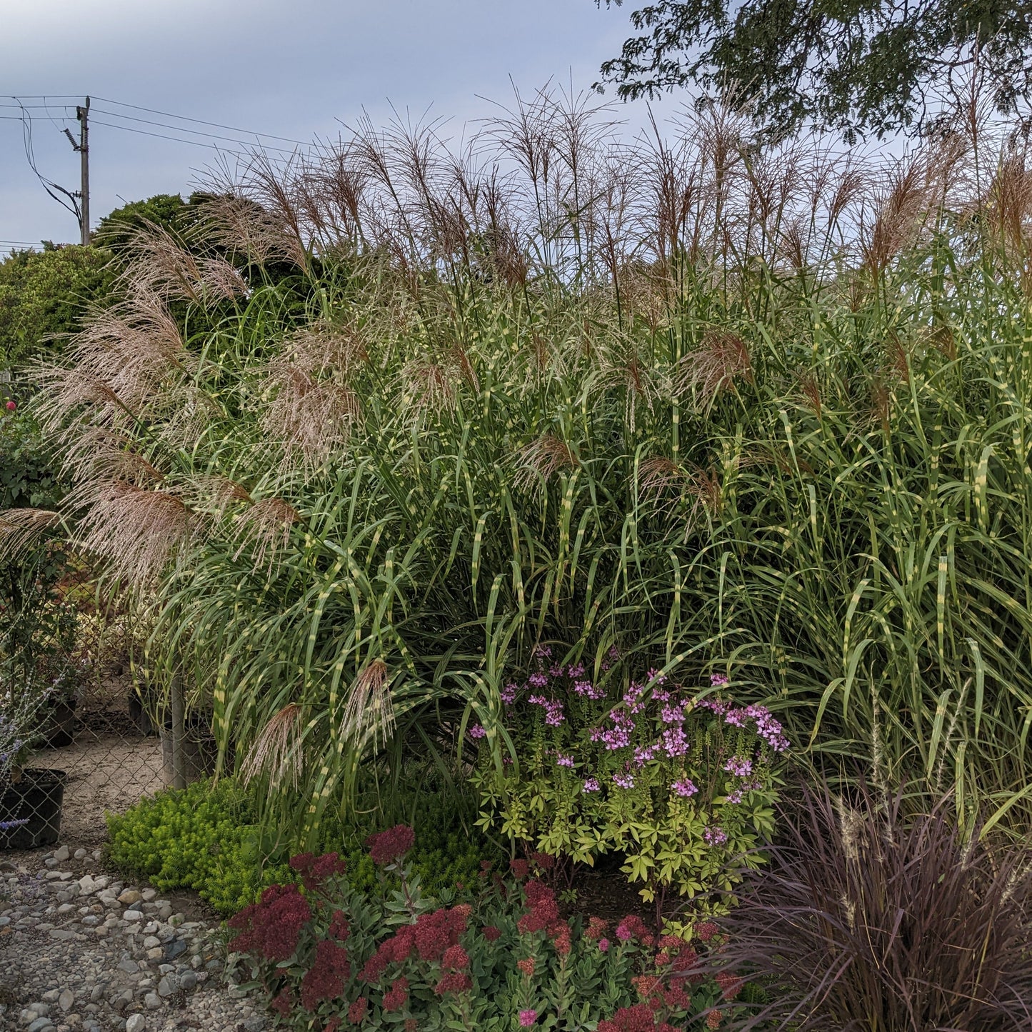 Zebra Grass