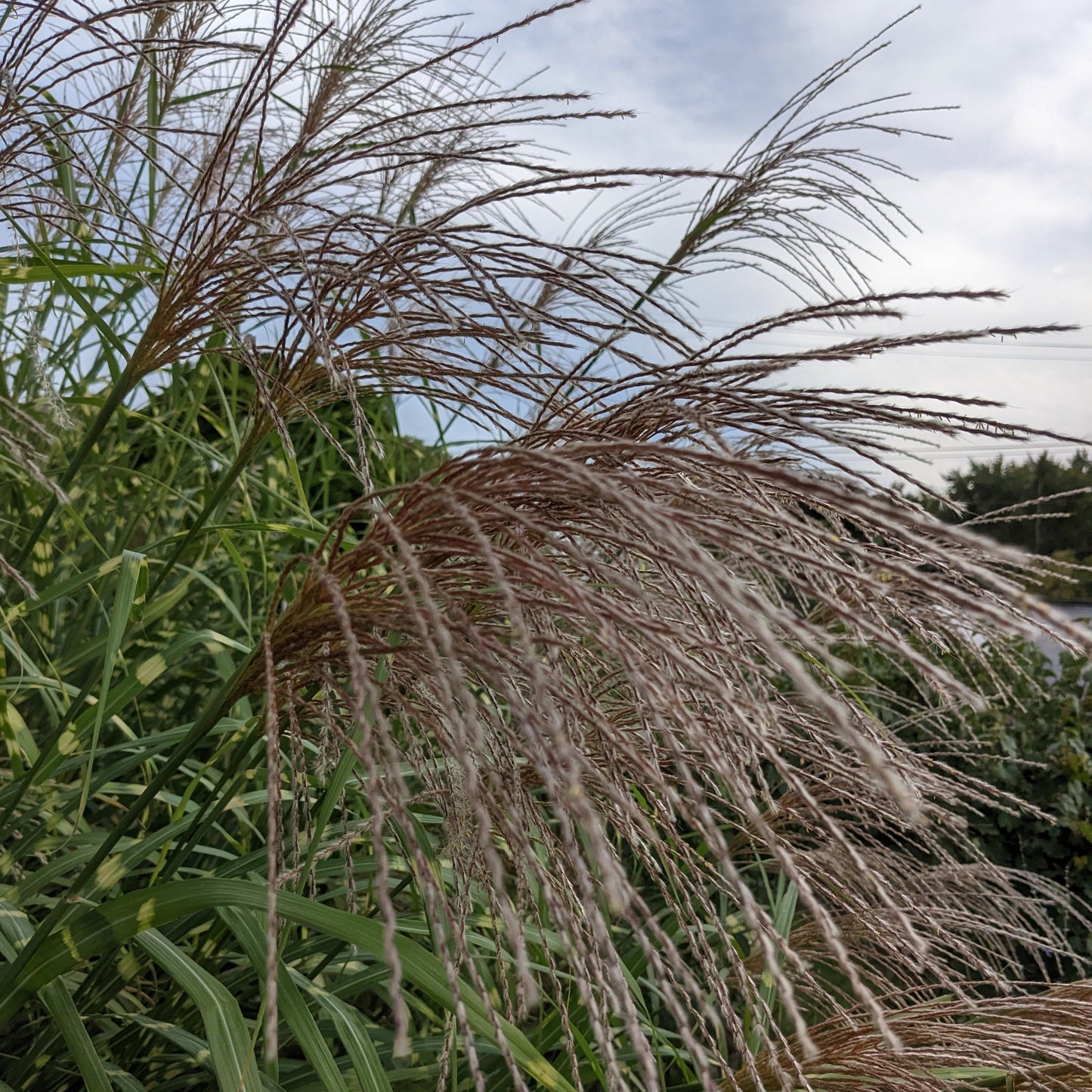 Zebra Grass