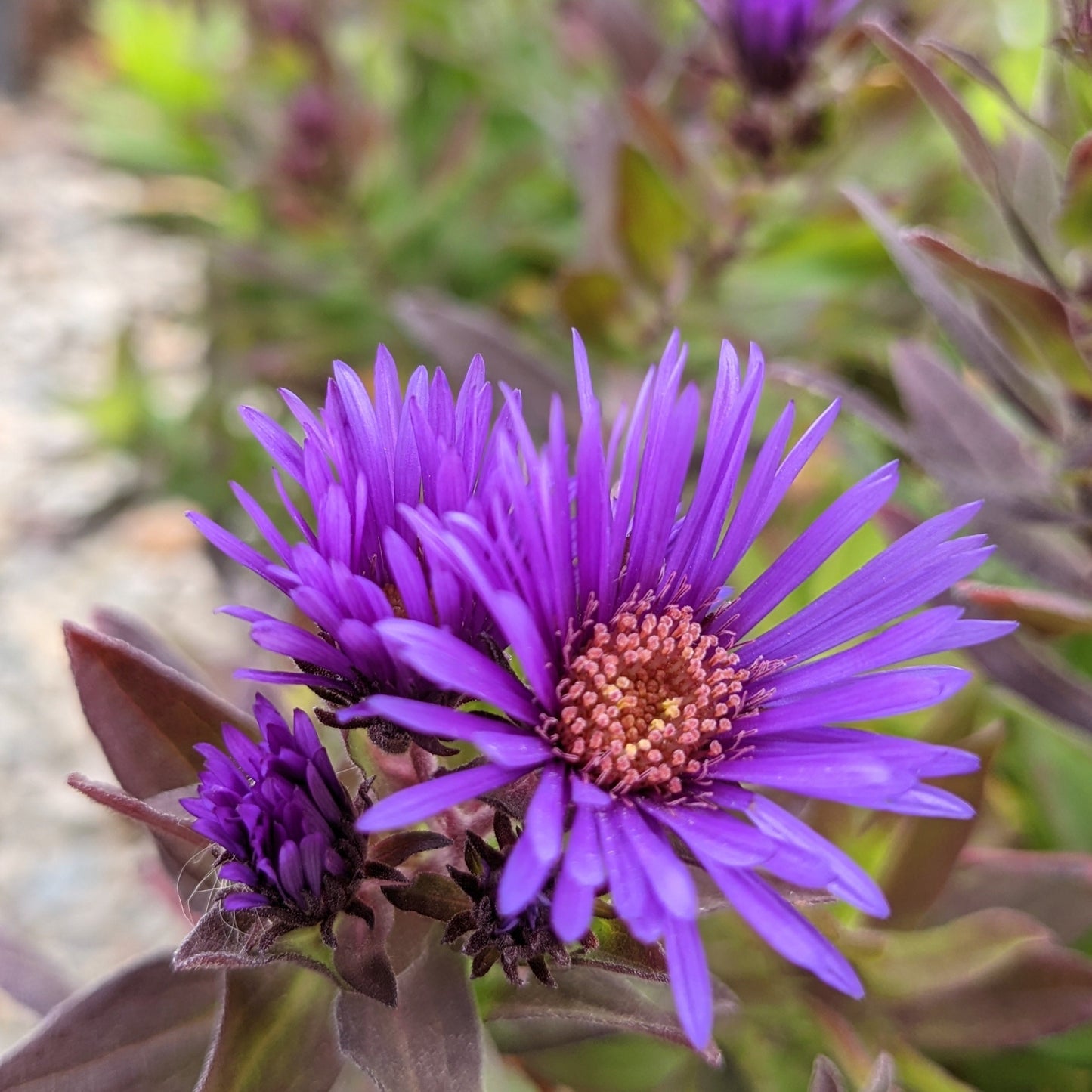 Grape Crush Aster
