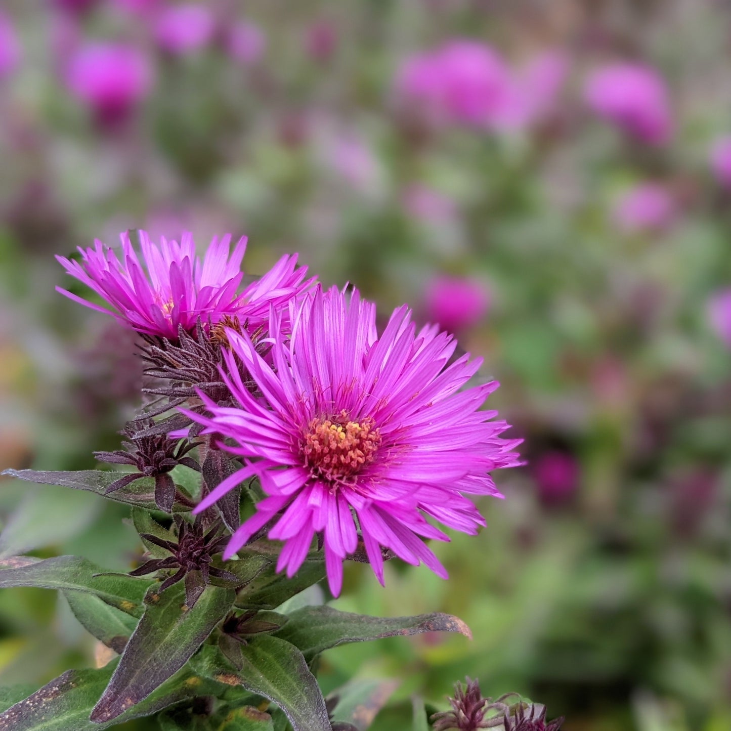 Pink Crush Aster