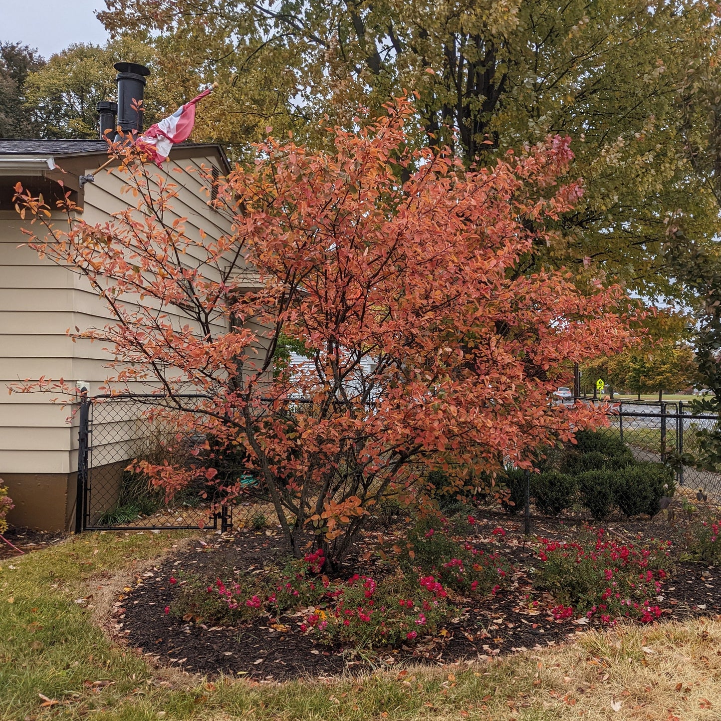Autumn Brilliance Serviceberry