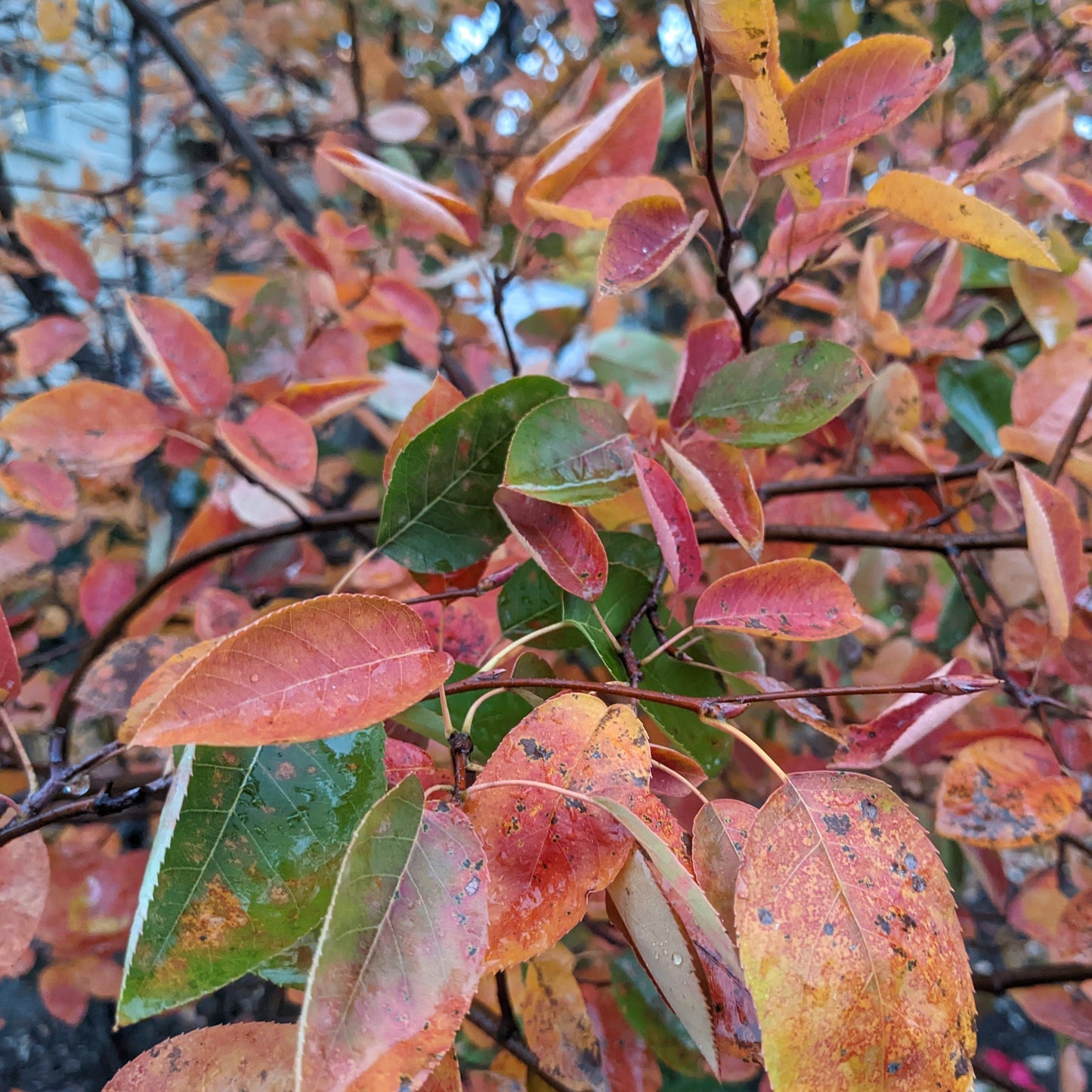 Autumn Brilliance Serviceberry