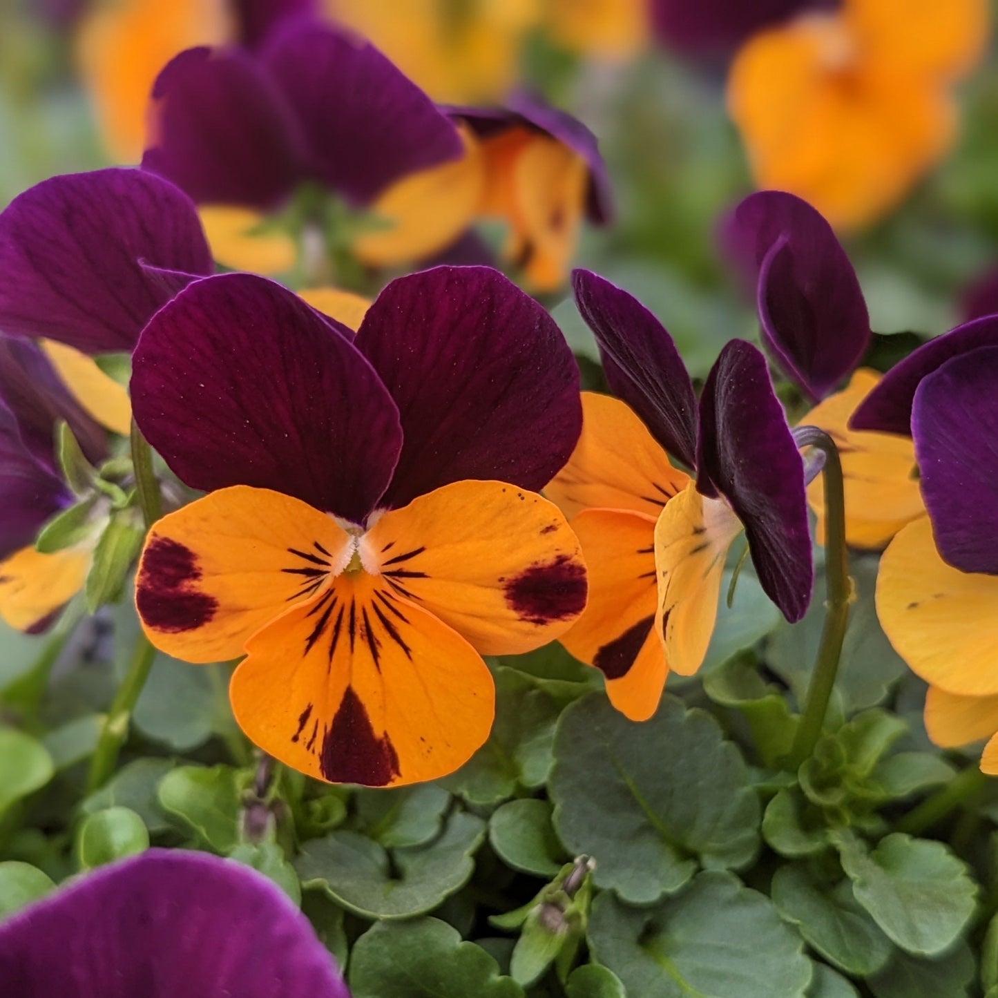 Pansies & Violas