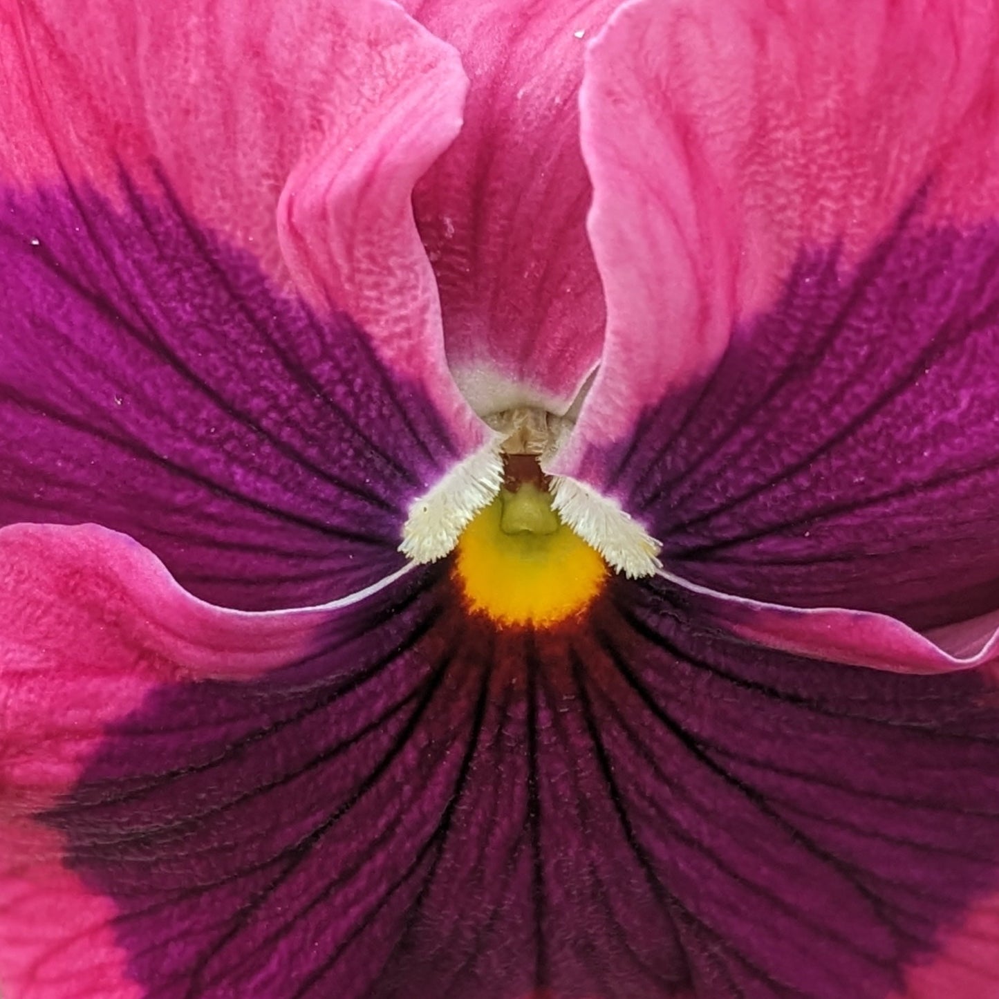 Pansies & Violas