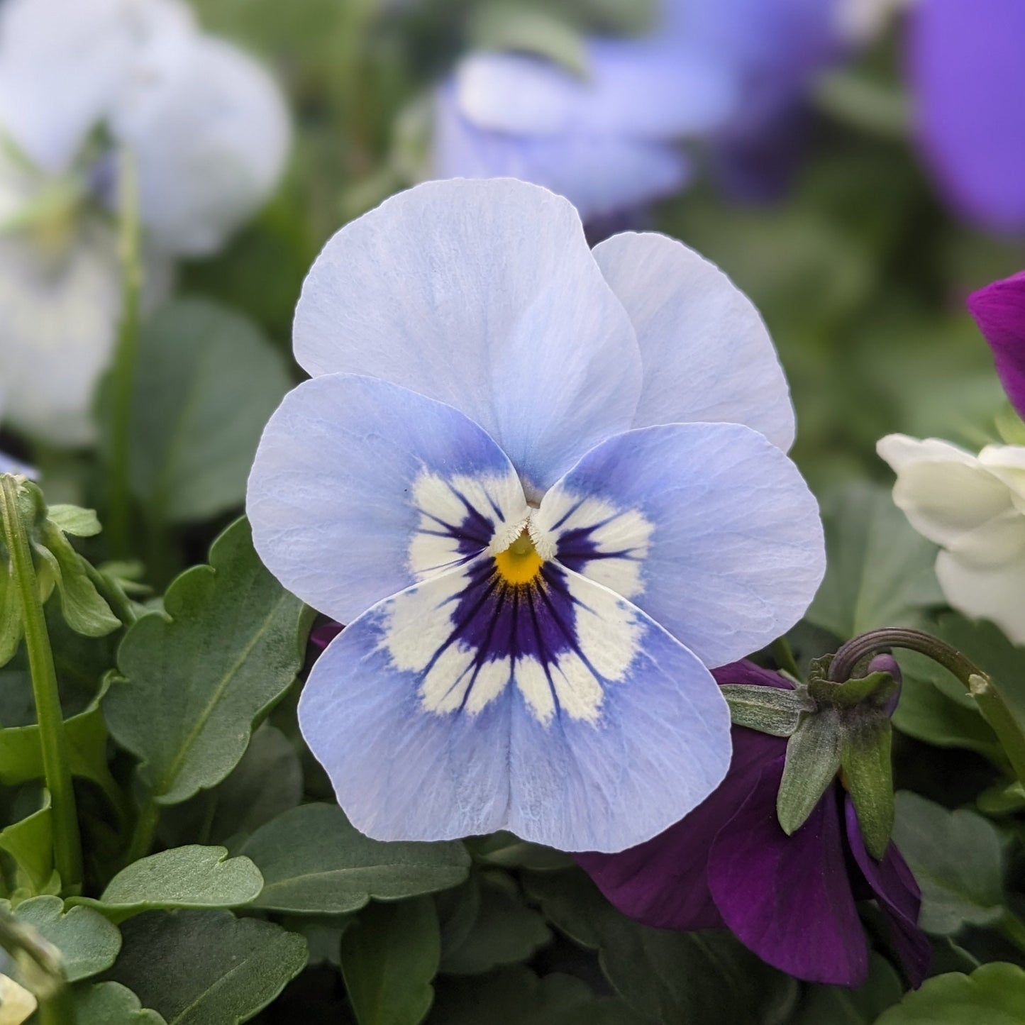 Pansies & Violas