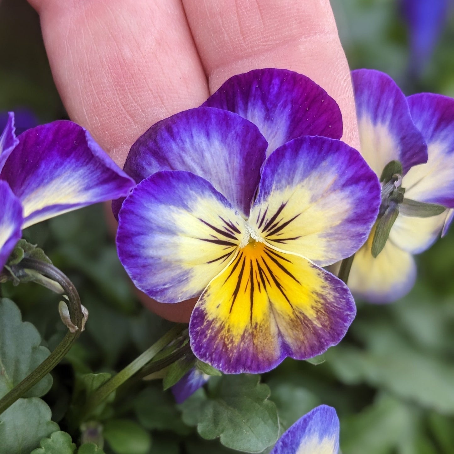 Pansies & Violas