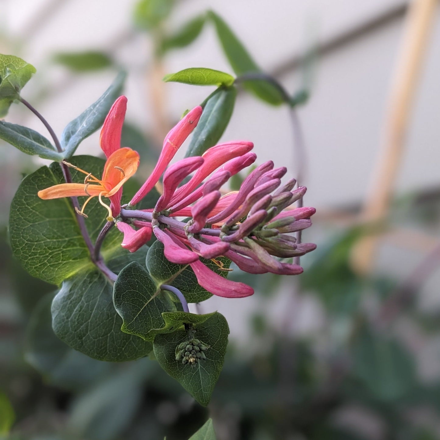 Goldflame Honeysuckle