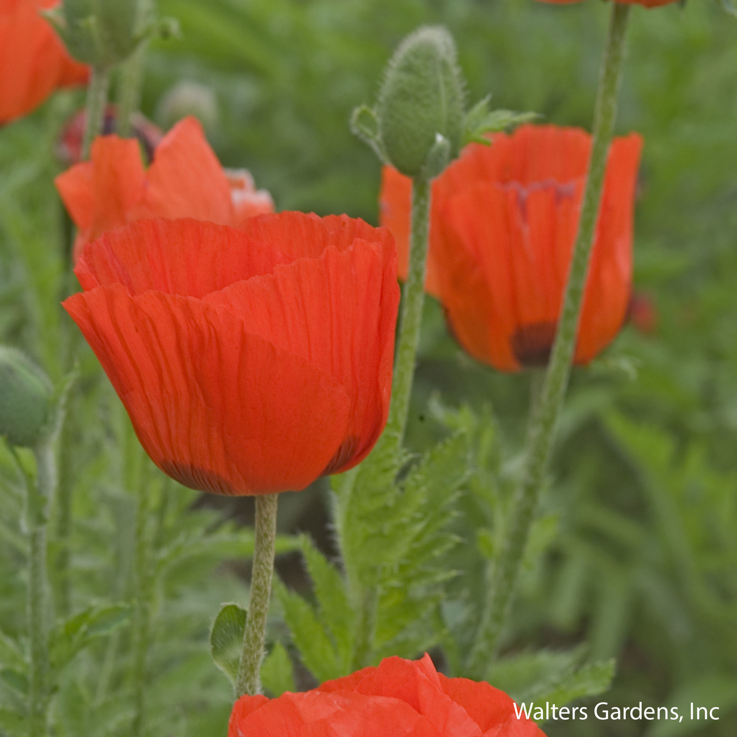 Prince of Orange Poppy