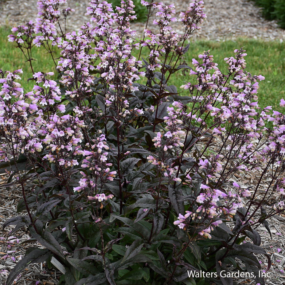Blackbeard Beardtongue