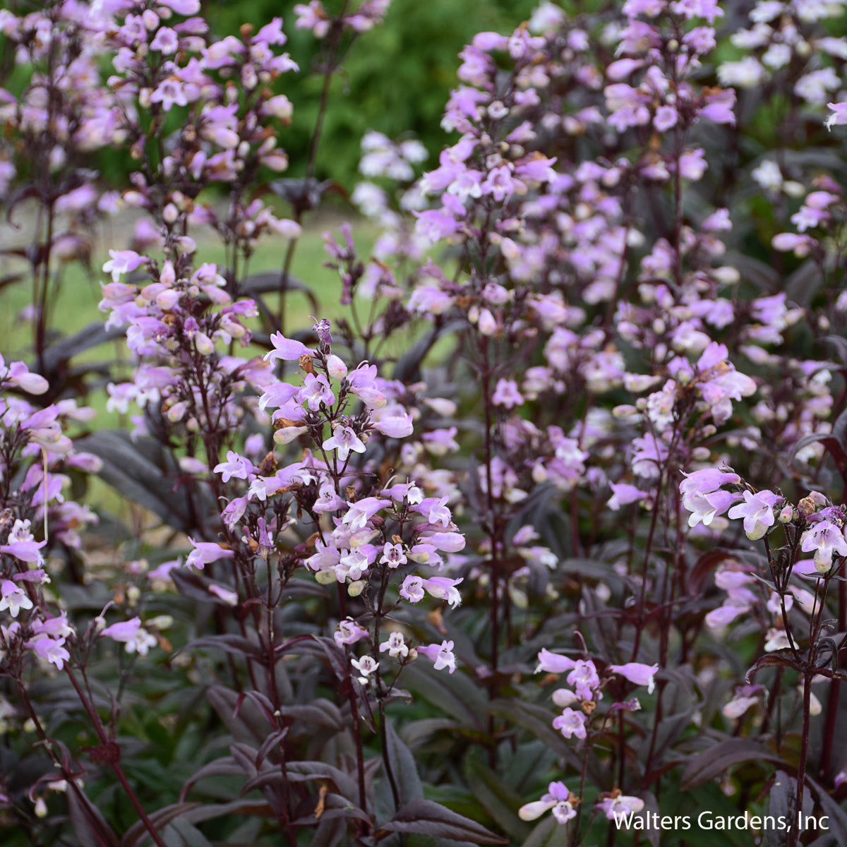Blackbeard Beardtongue