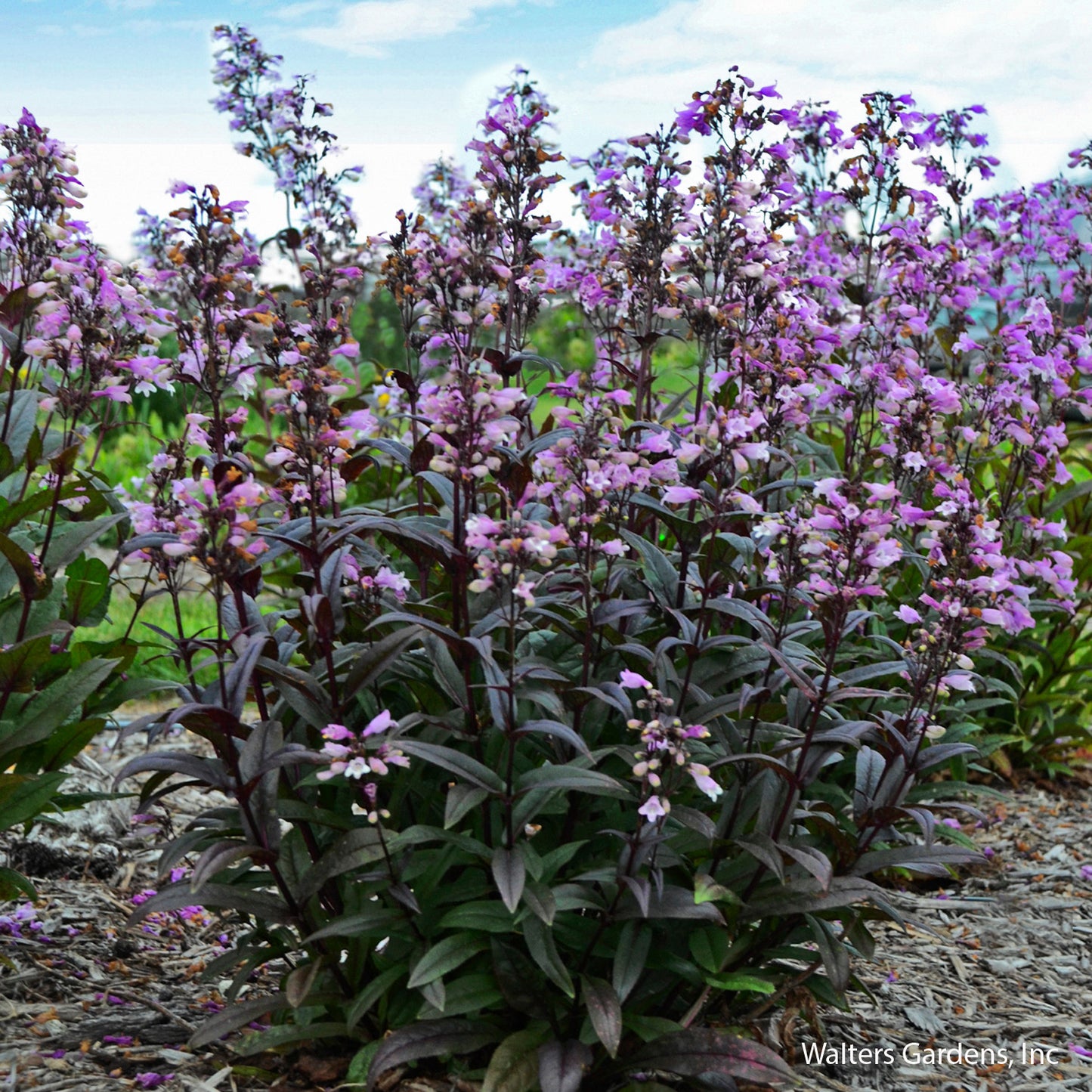 Blackbeard Beardtongue