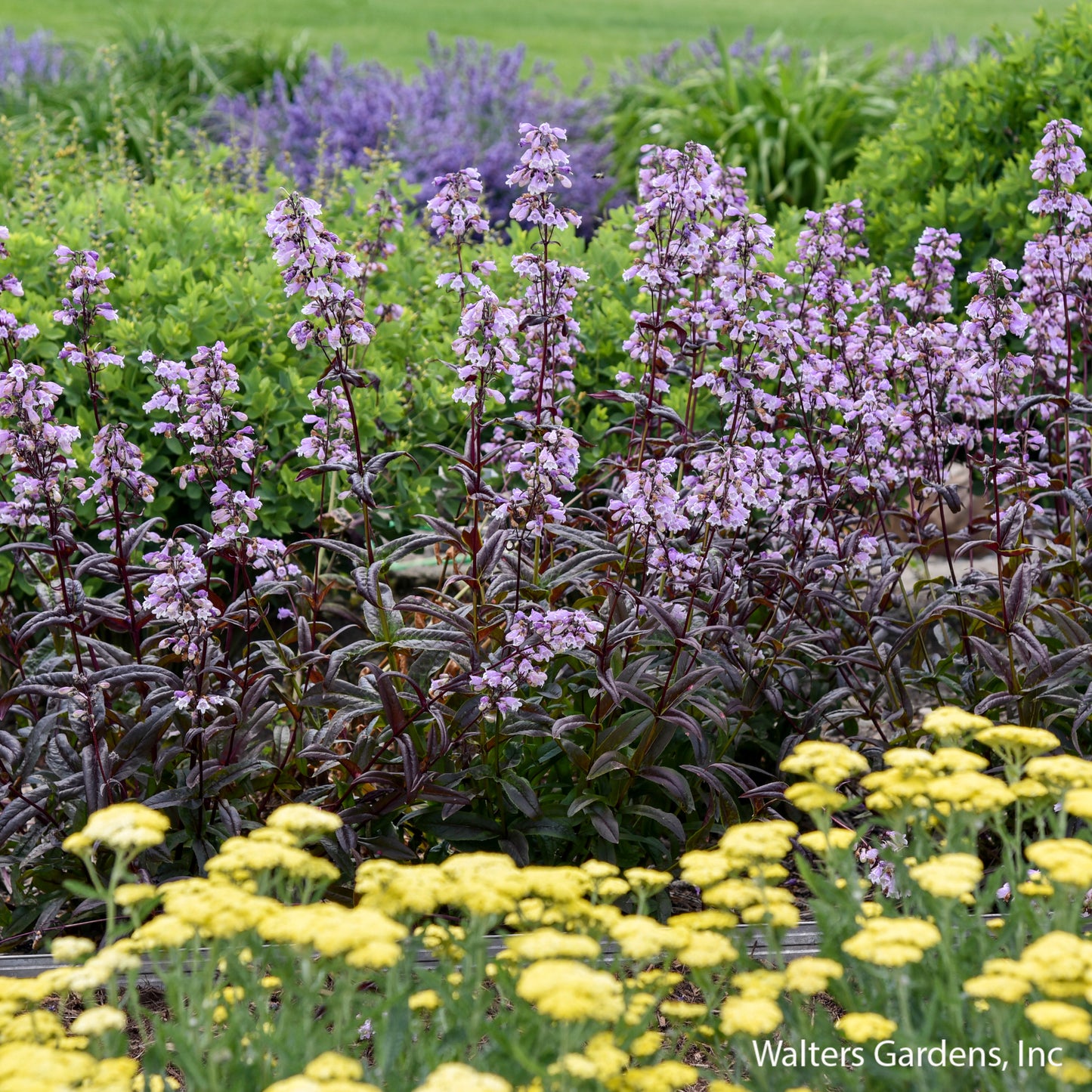 Blackbeard Beardtongue