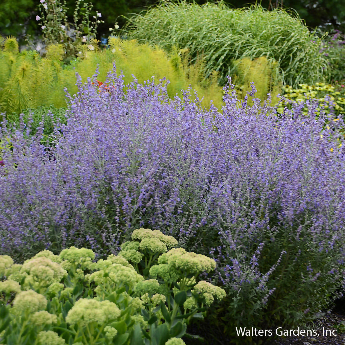 Rocket Man Russian Sage