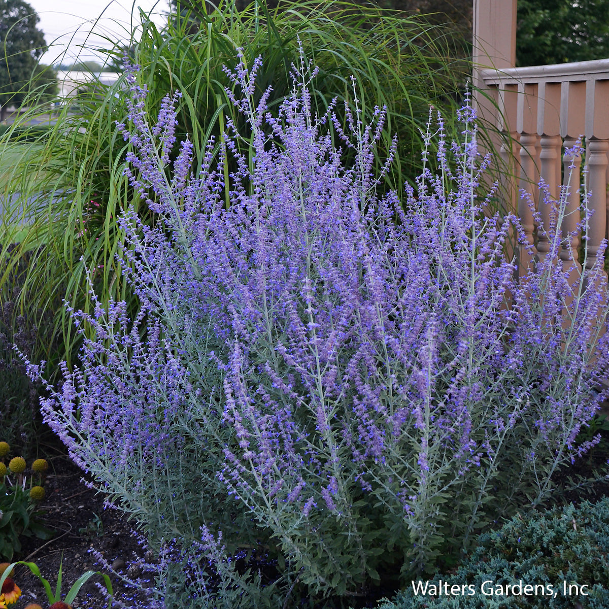 Rocket Man Russian Sage