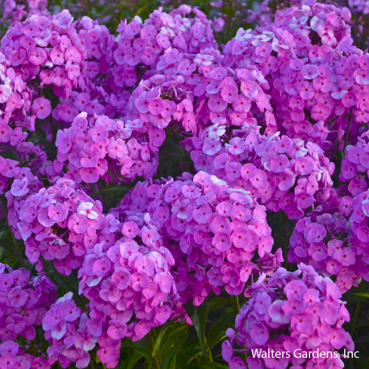 Fashionably Early Flamingo Garden Phlox
