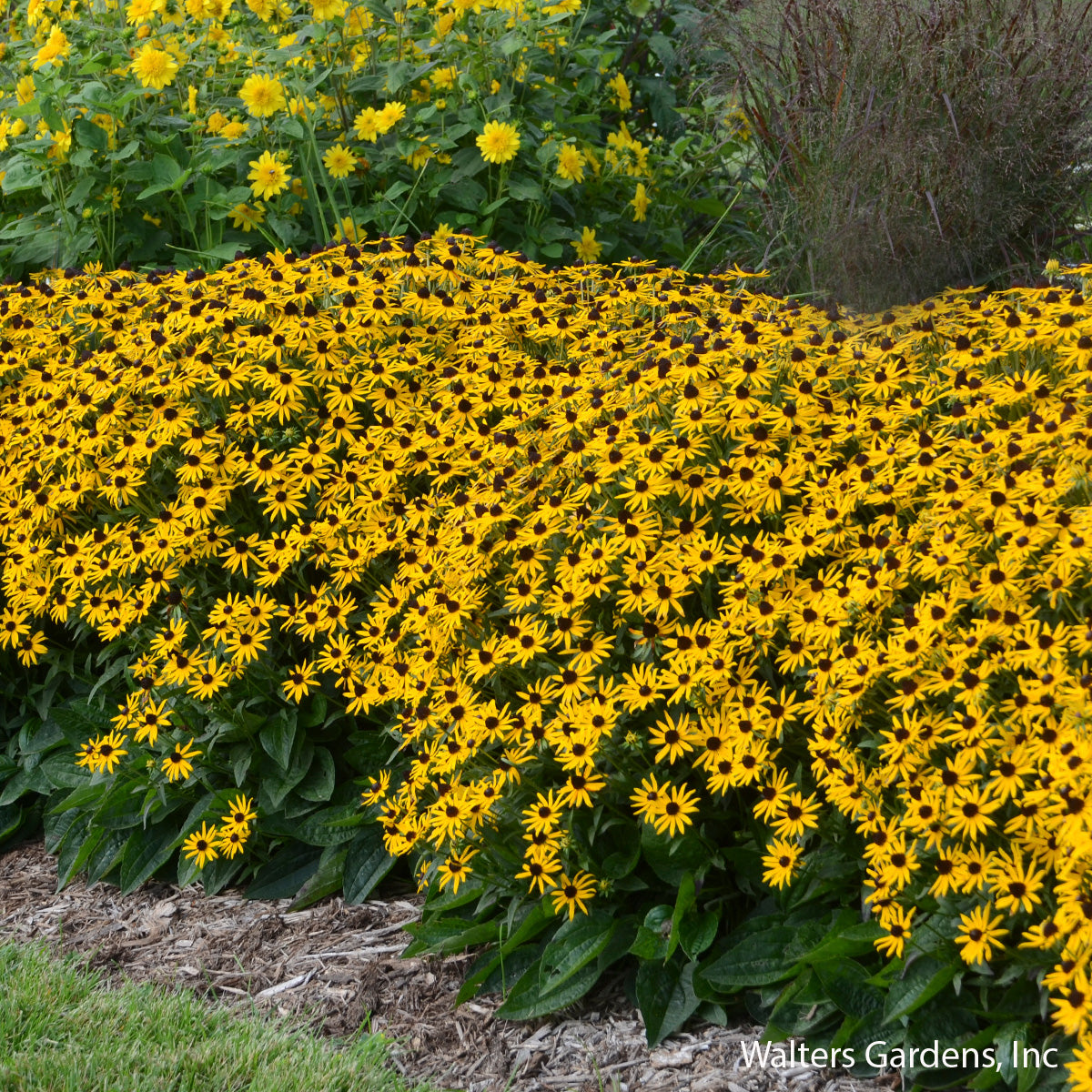 Little Goldstar Black-Eyed Susan