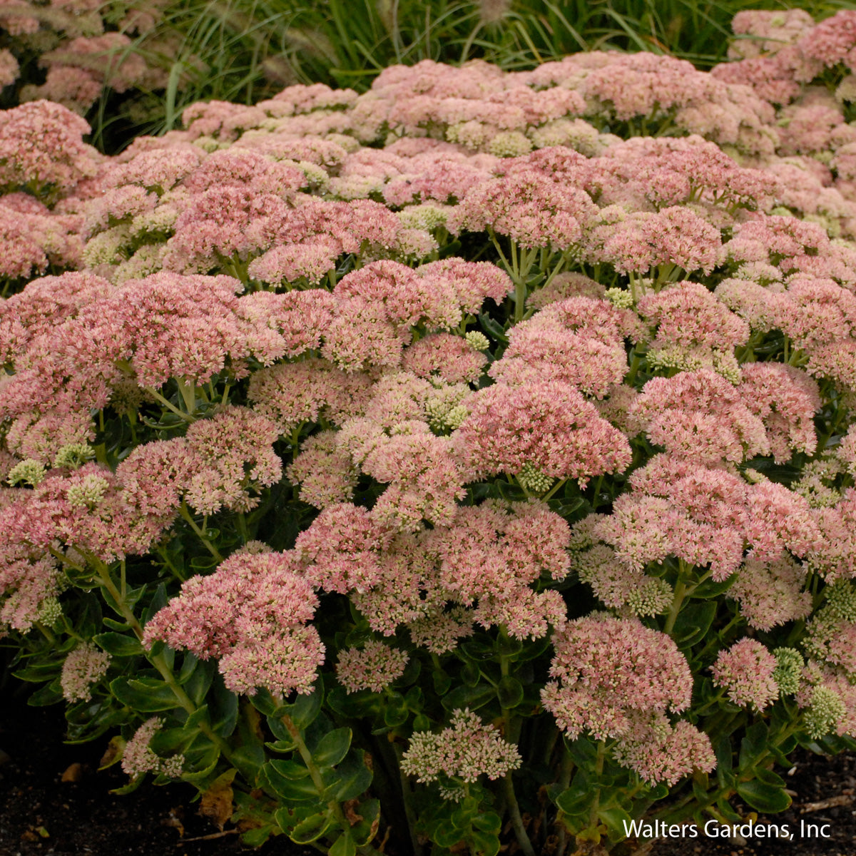 Autumn Joy Sedum
