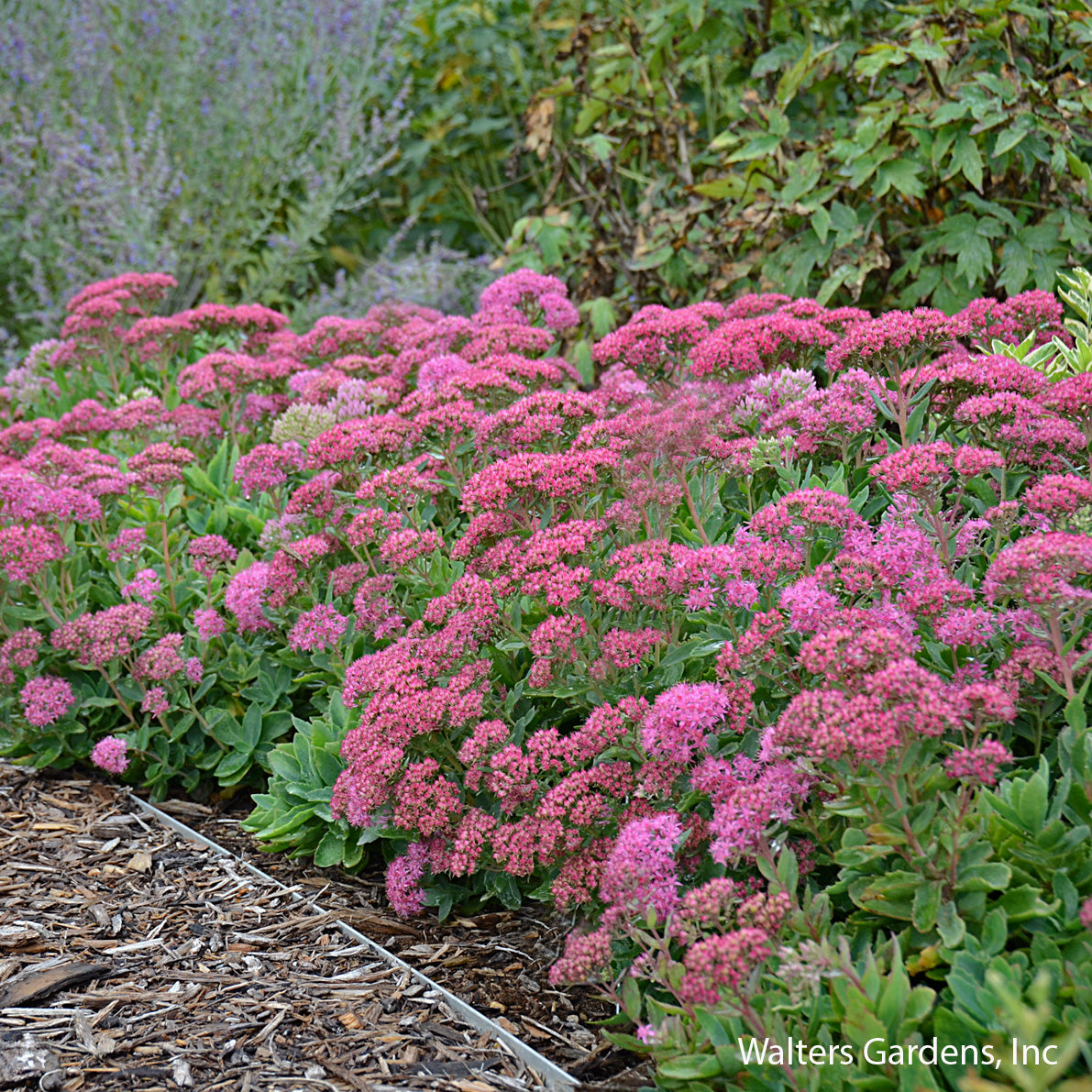 Carl Sedum