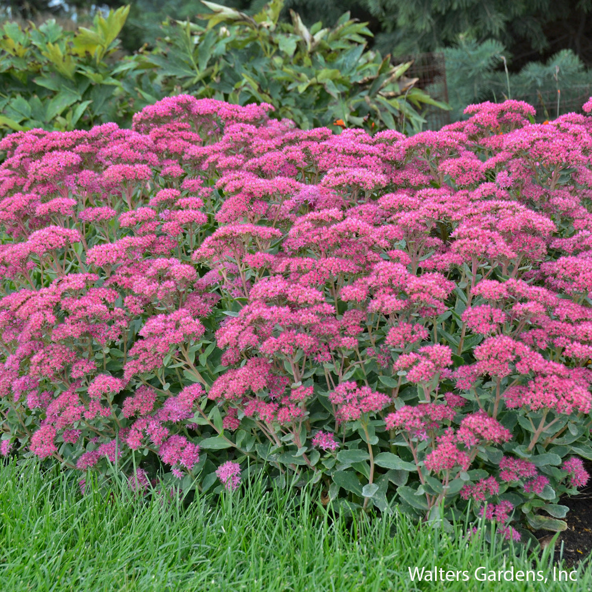 Carl Sedum